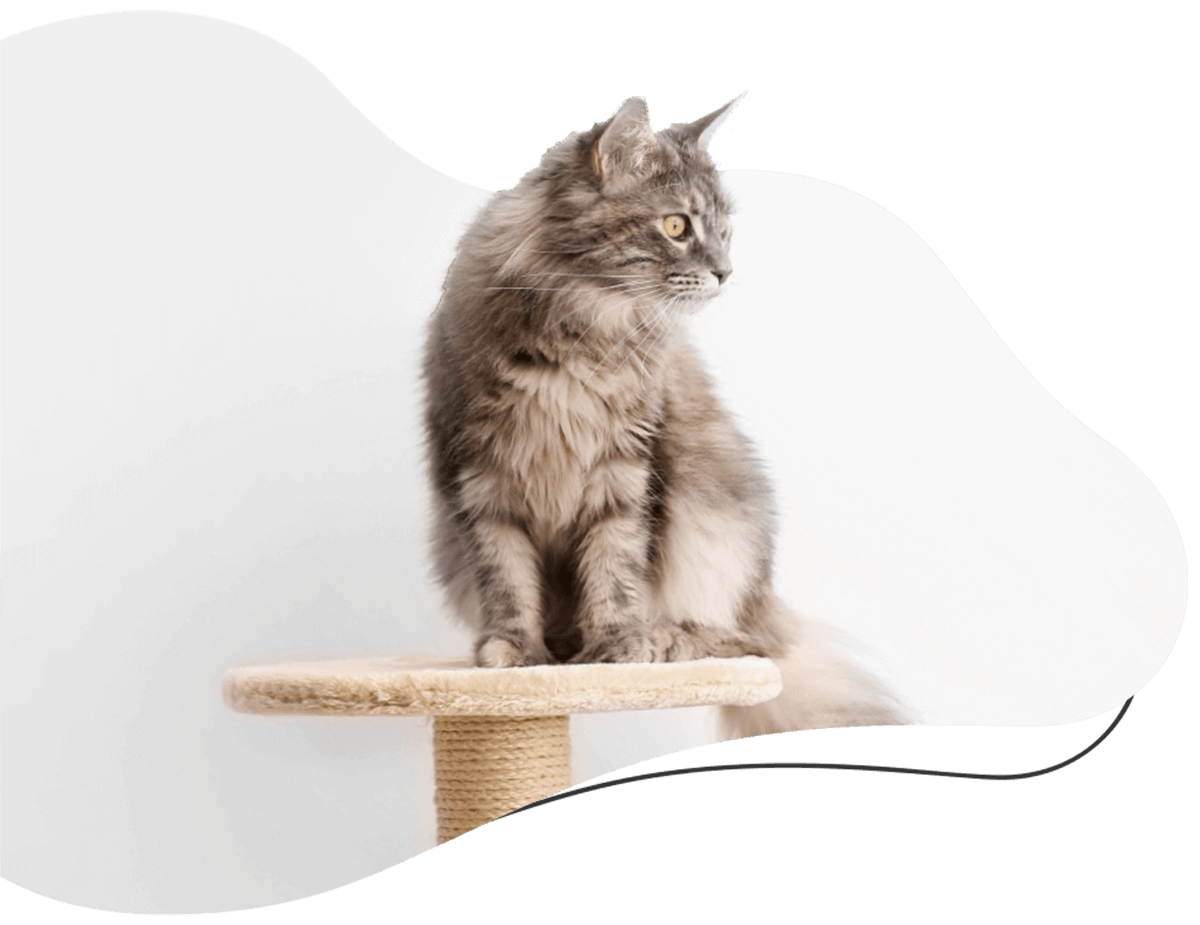 cat sitting on a cat condo