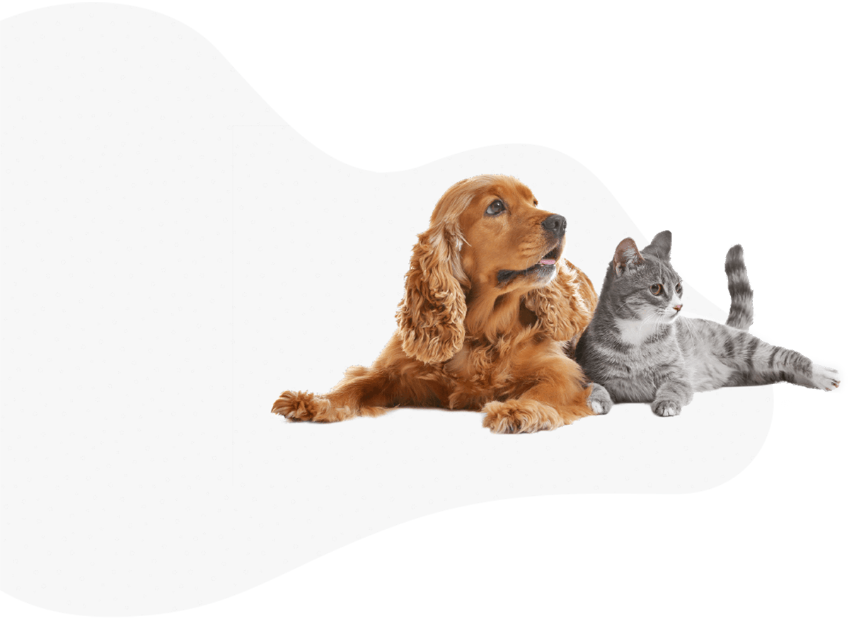 cat and dog lying next to each other